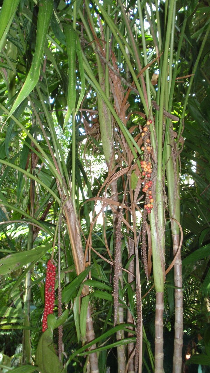 Calyptrocalyx elegans — search result for 'Papua New Guinea'