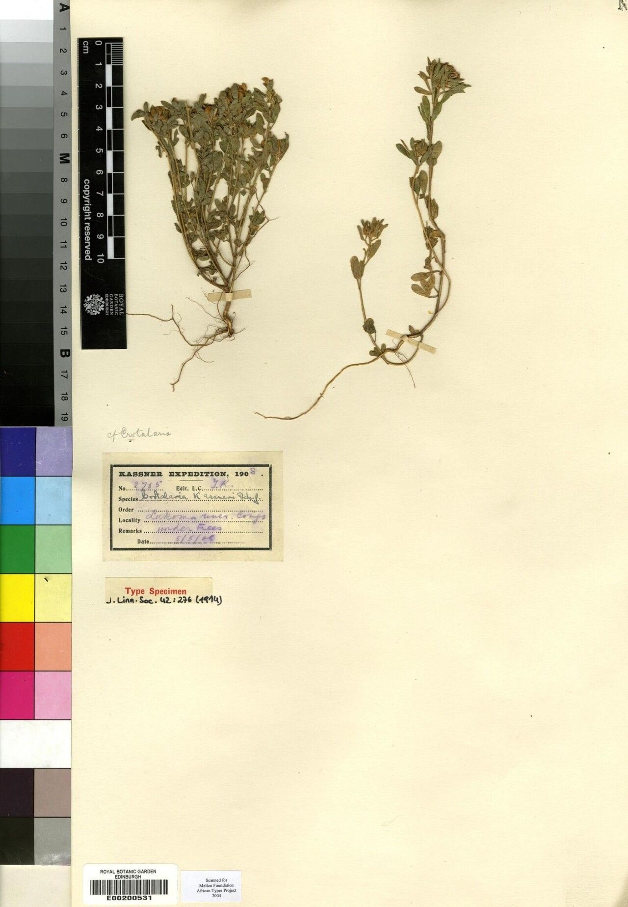 Crotalaria kassneri — houseplant care guide