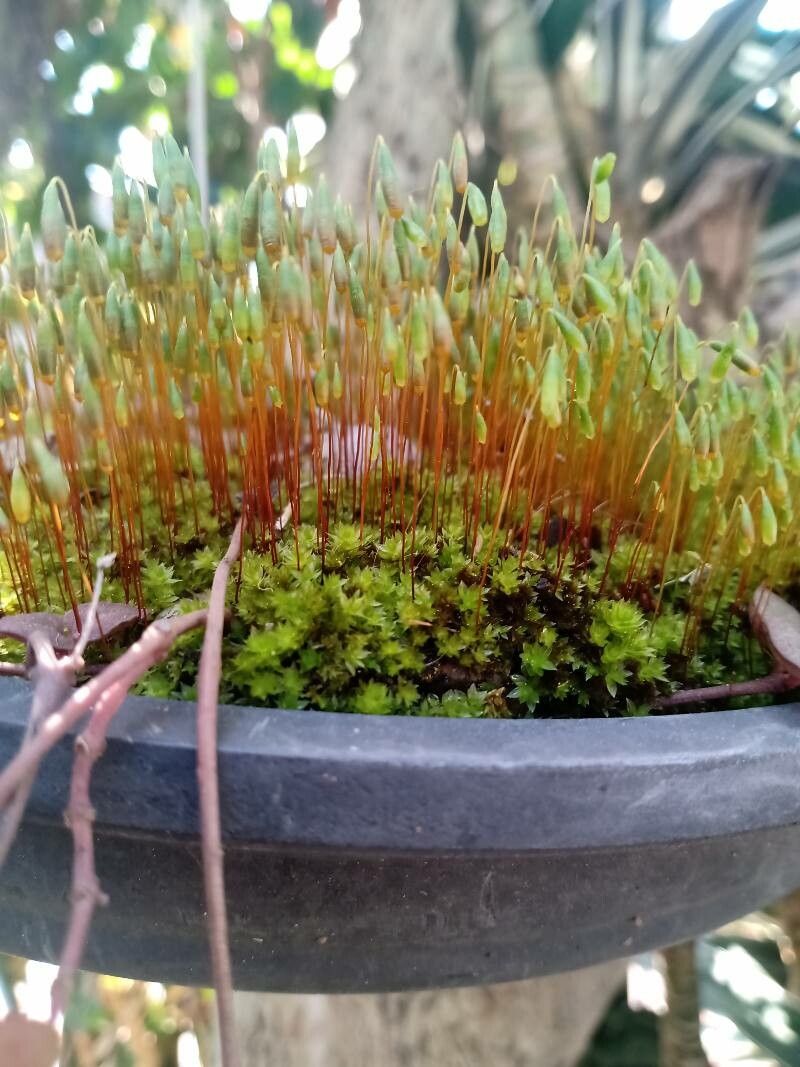 Ptychostomum capillare leaf