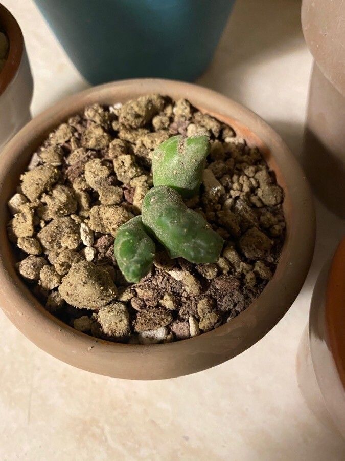 Piaranthus geminatus — houseplant care guide