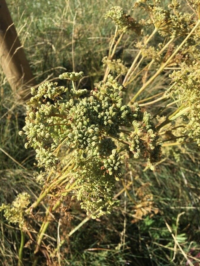 Selinum carvifolia fruit