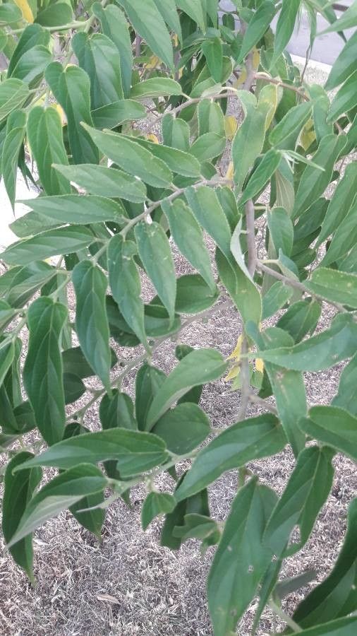 Trema cannabina leaf