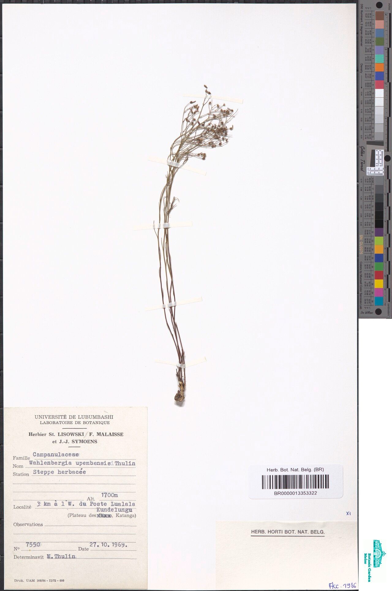 Wahlenbergia upembensis — houseplant care guide