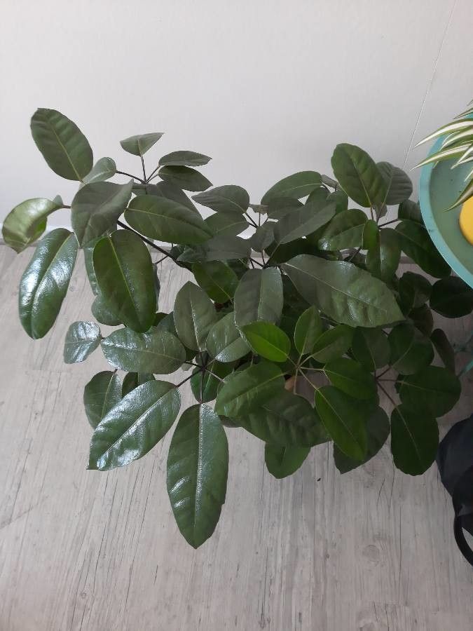 Heptapleurum lucescens — search result for 'Heptapleurum'