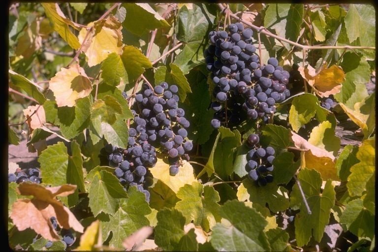 Vitis californica fruit