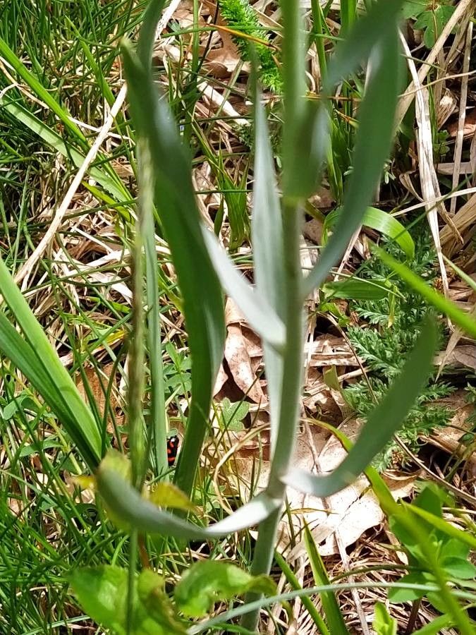 Fritillaria montana leaf