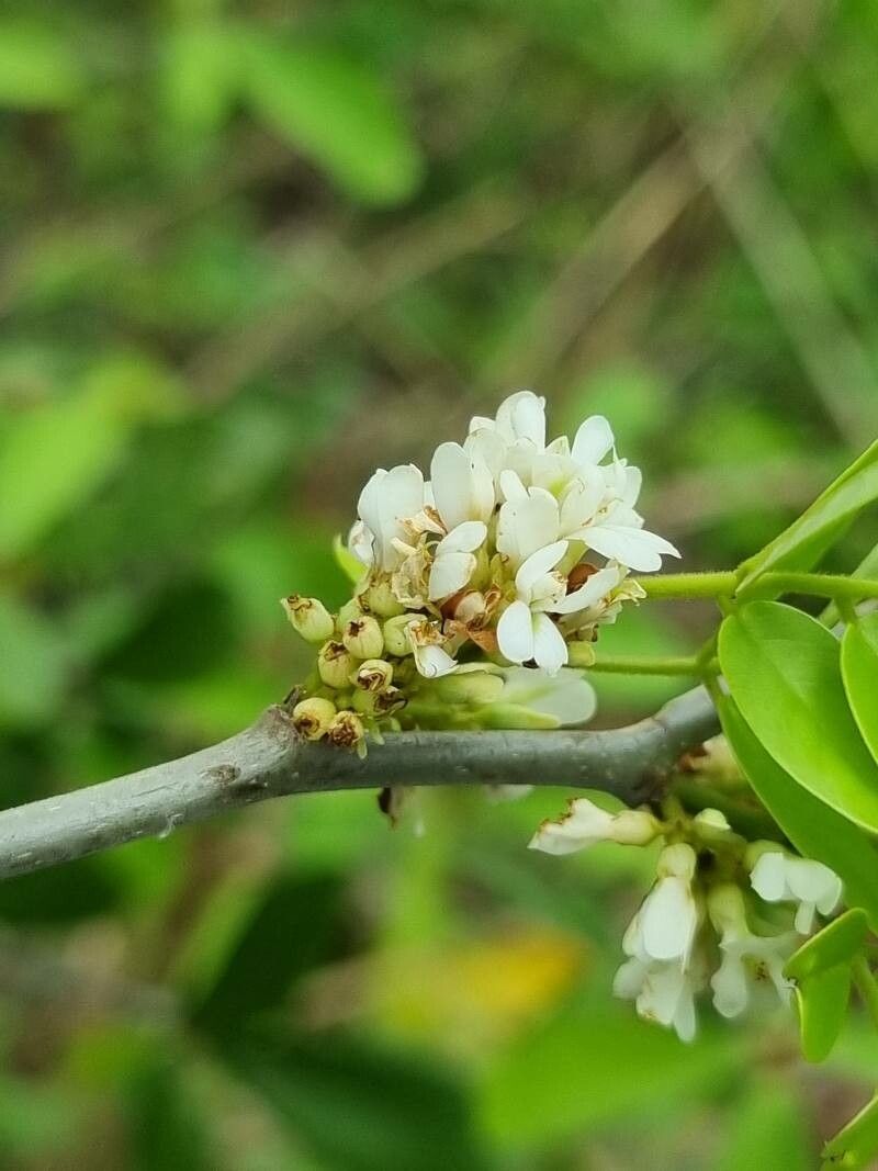 Dalbergia candenatensis — search result for 'Dalbergia'
