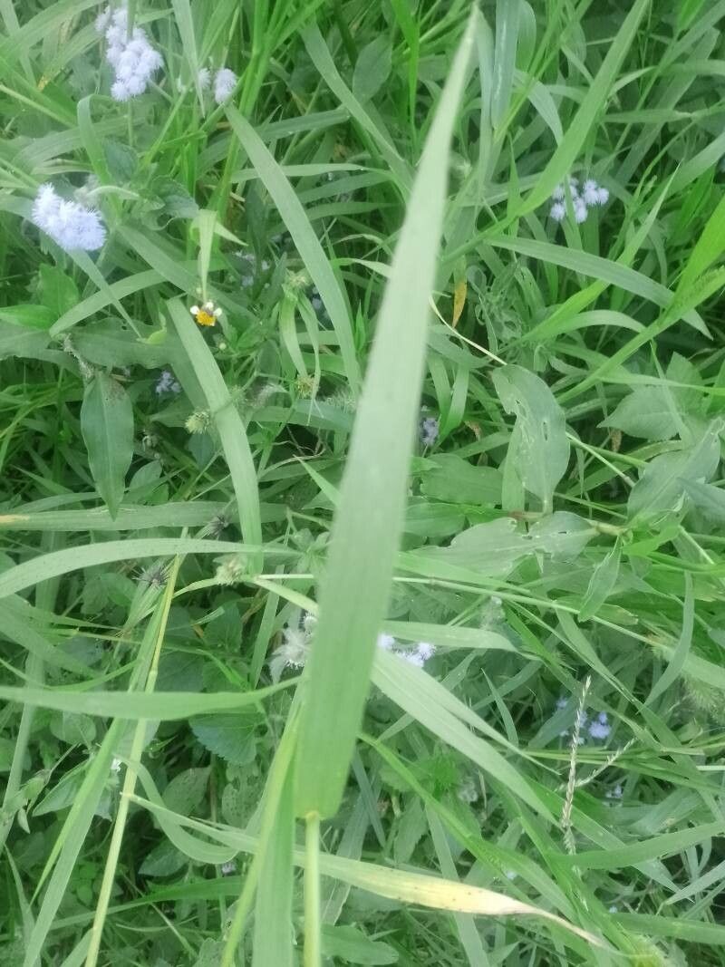 Setaria italica — search result for 'Poaceae'