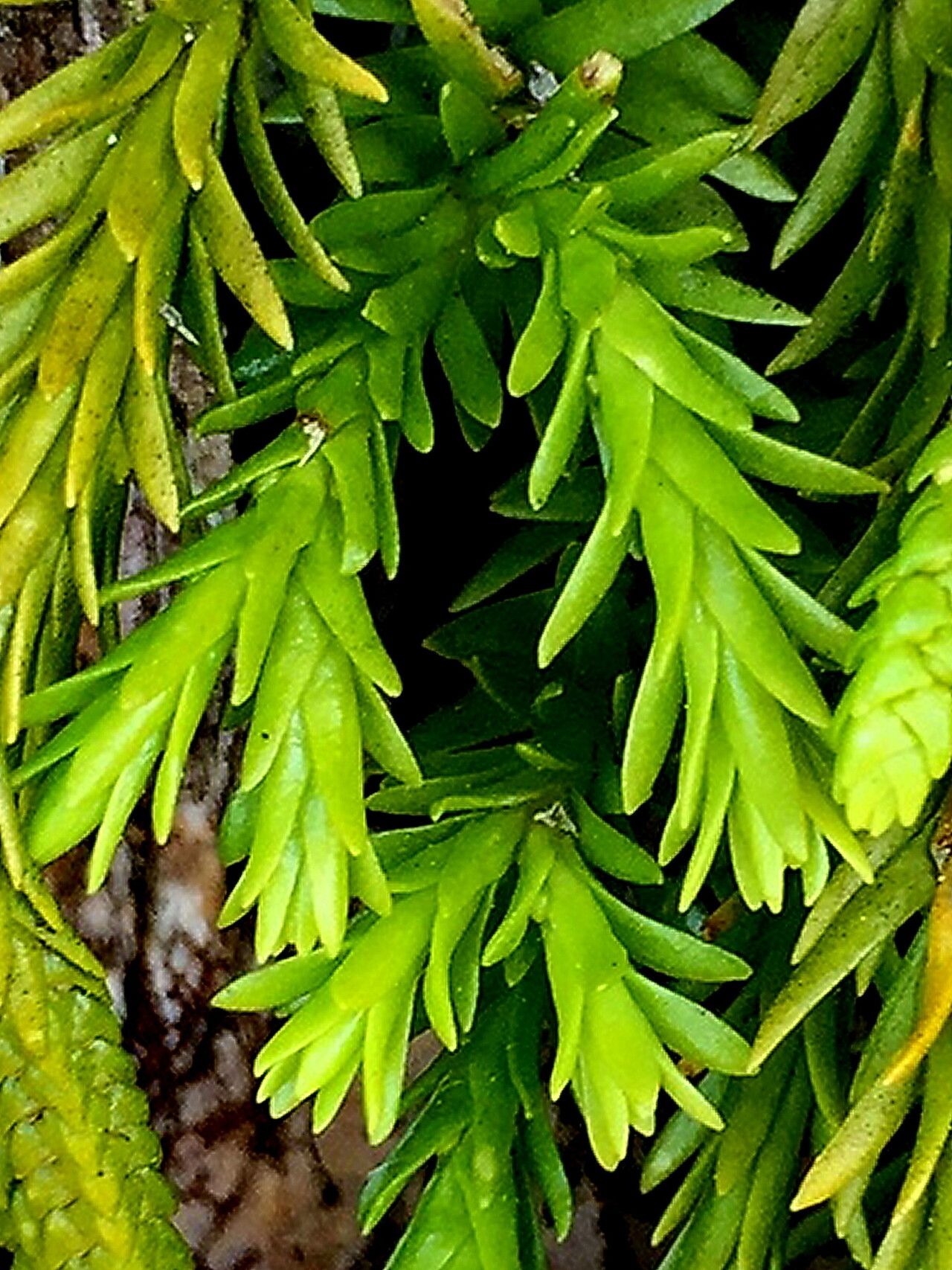 Huperzia varia — search result for 'Lycopodiaceae'