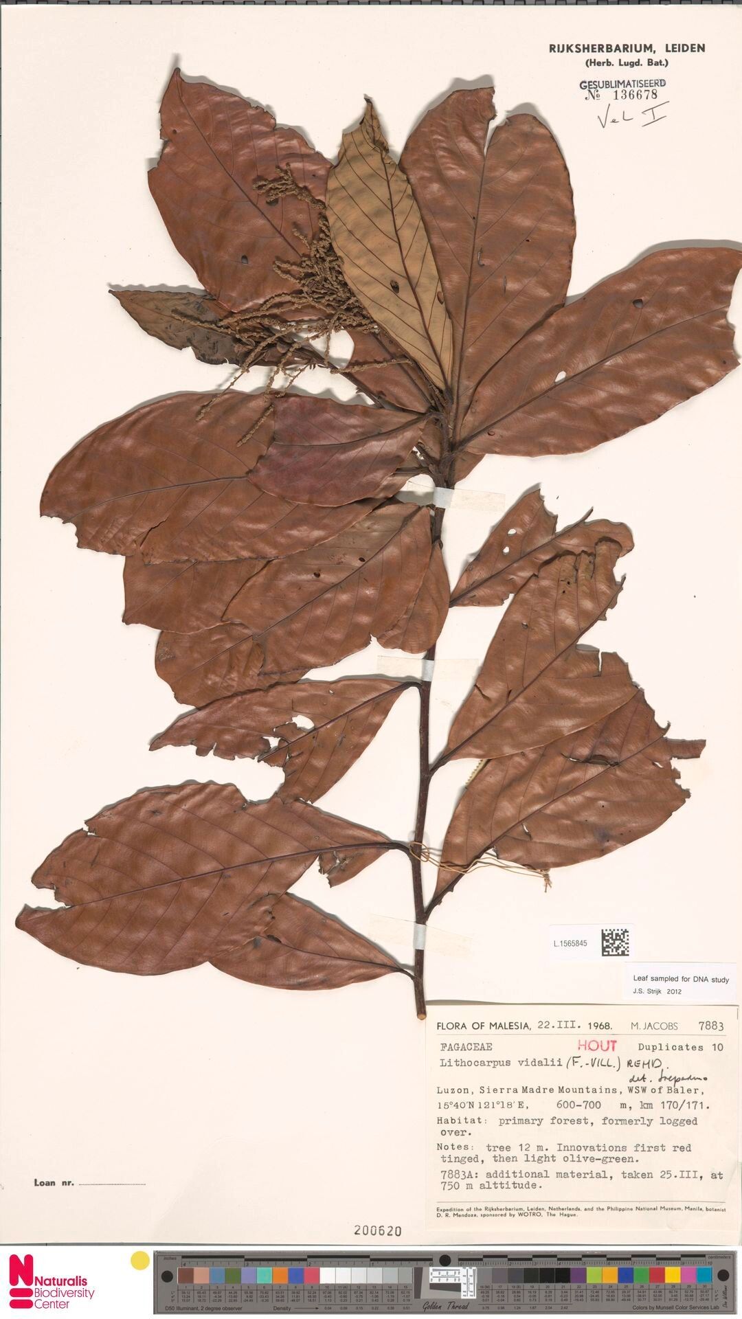 Lithocarpus vidalii — houseplant care guide