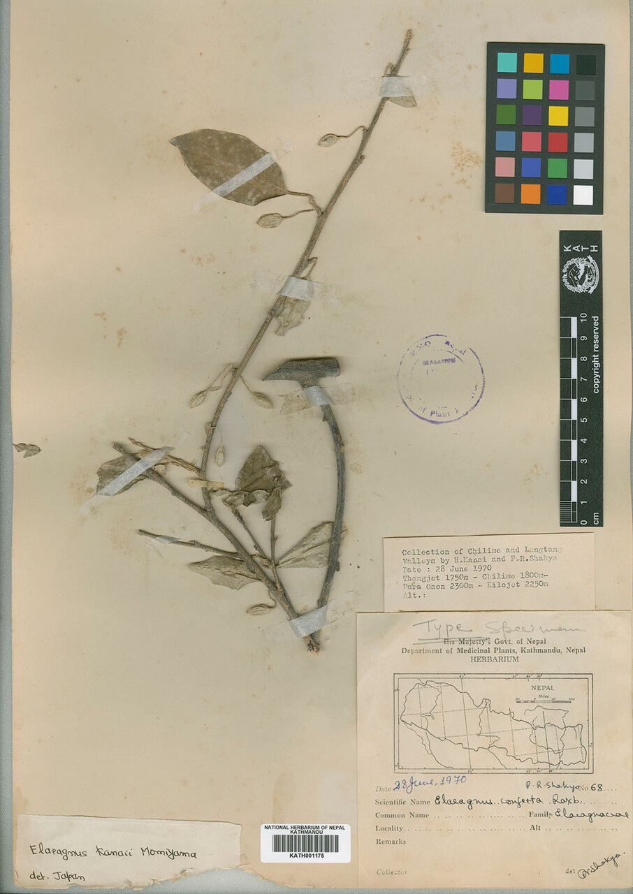 Elaeagnus kanaii — search result for 'Elaeagnus'