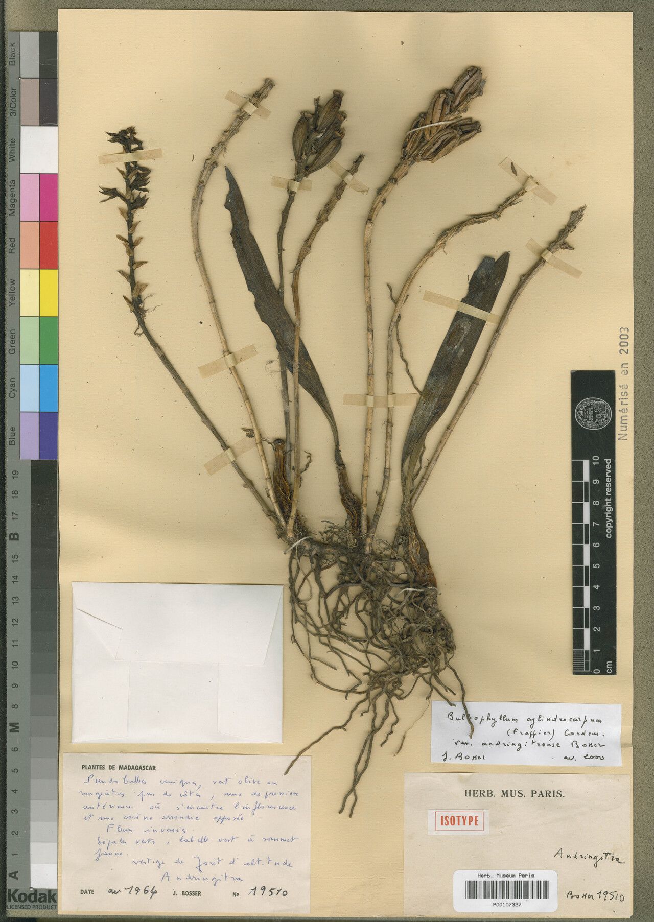 Bulbophyllum jeanbosseri — houseplant care guide