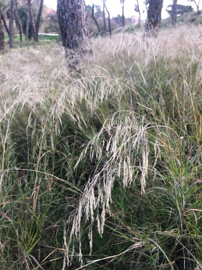 Agrostis castellana fruit