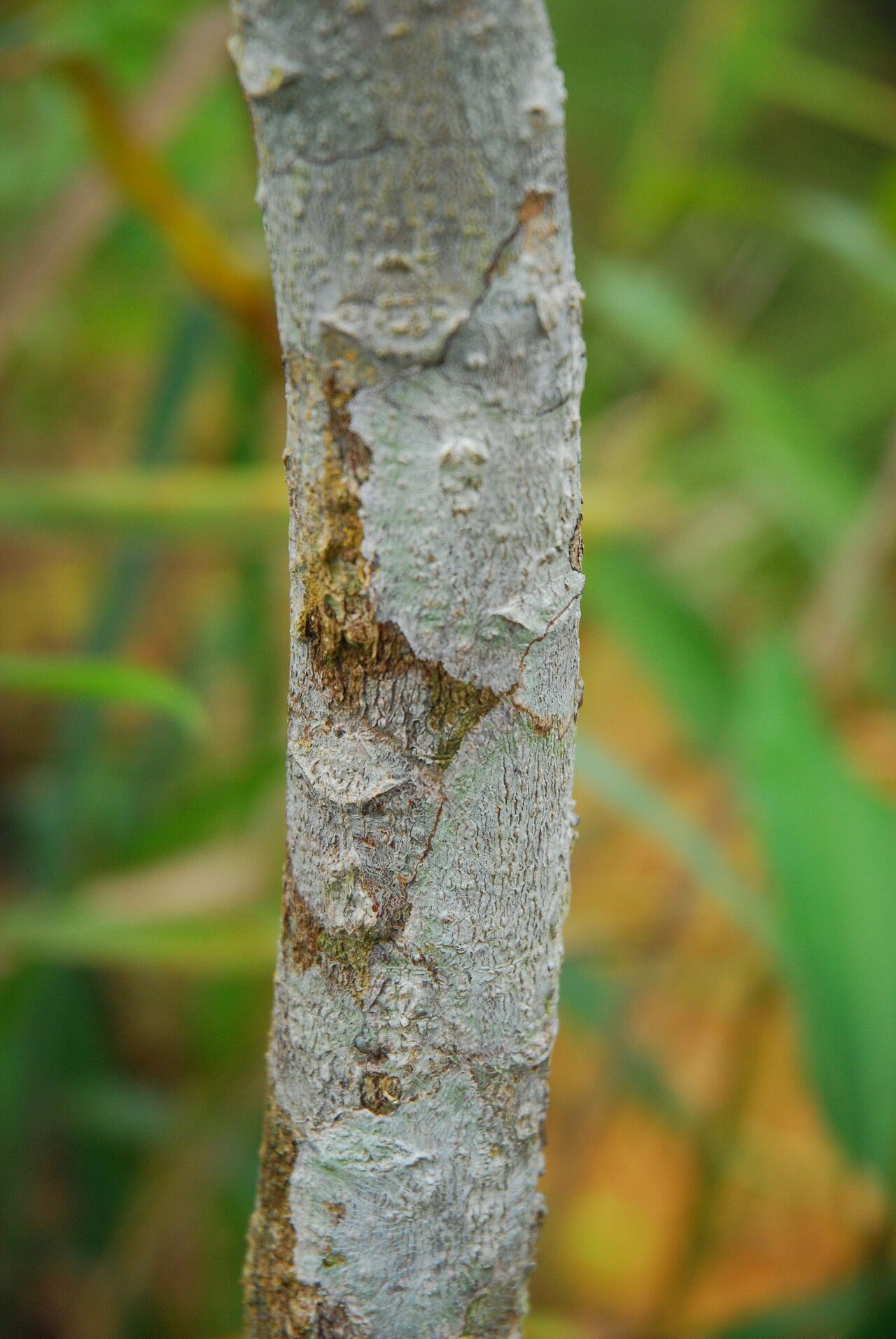 Millettia mannii bark