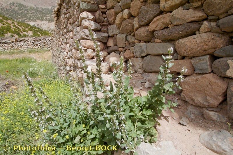 Nepeta granatensis habit
