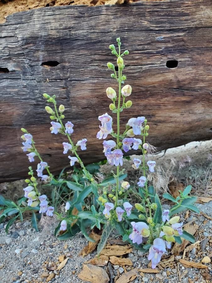 Penstemon grinnellii flower