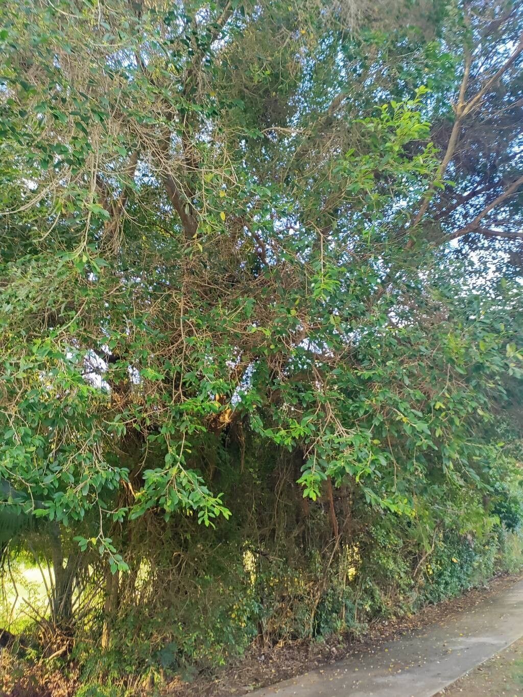 Ficus pallida habit