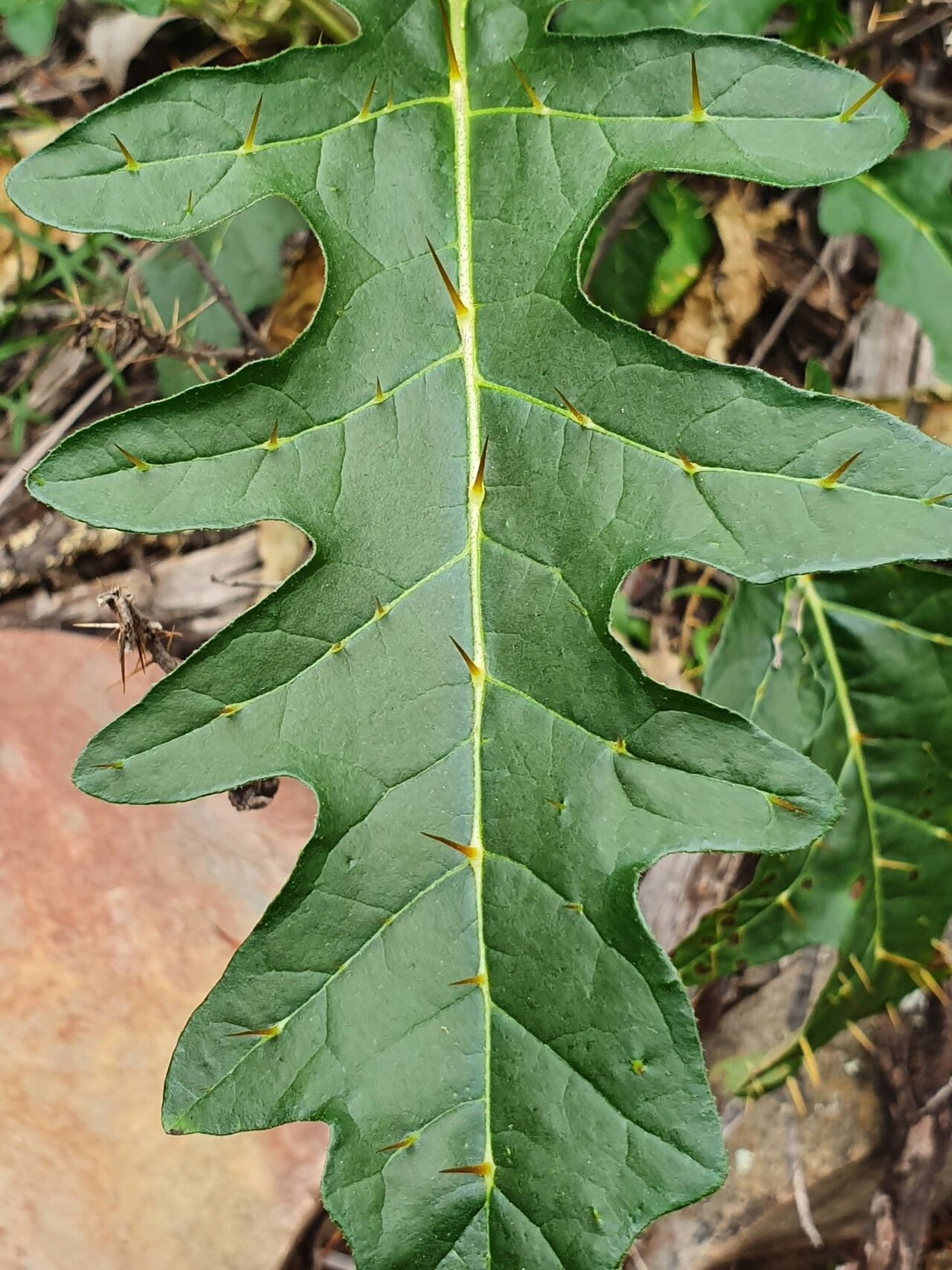 Solanum cinereum — houseplant care guide