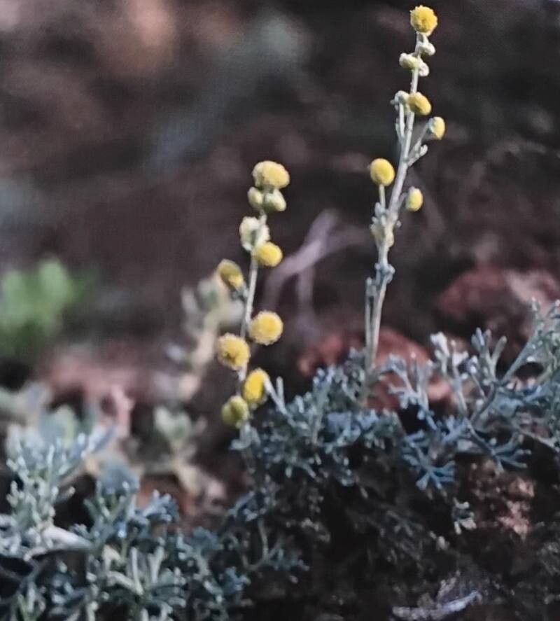 Artemisia reptans flower