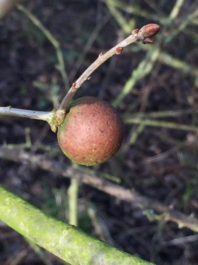 Commiphora mollis fruit