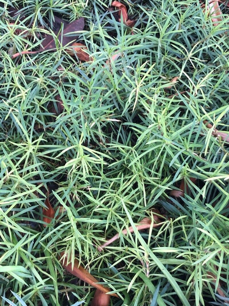 Dianthus uralensis — houseplant care guide