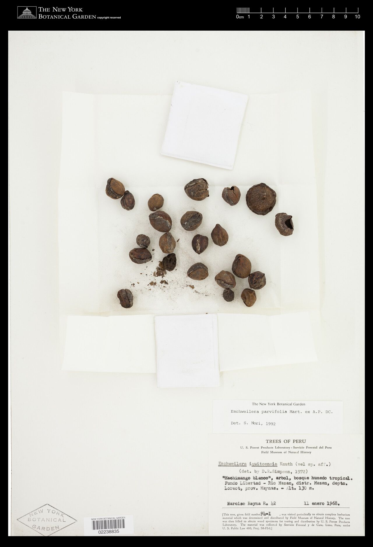 Eschweilera parvifolia flower