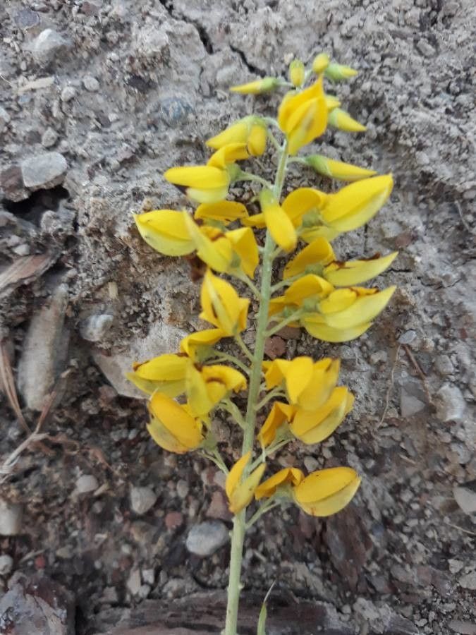 Cytisus sauzeanus flower