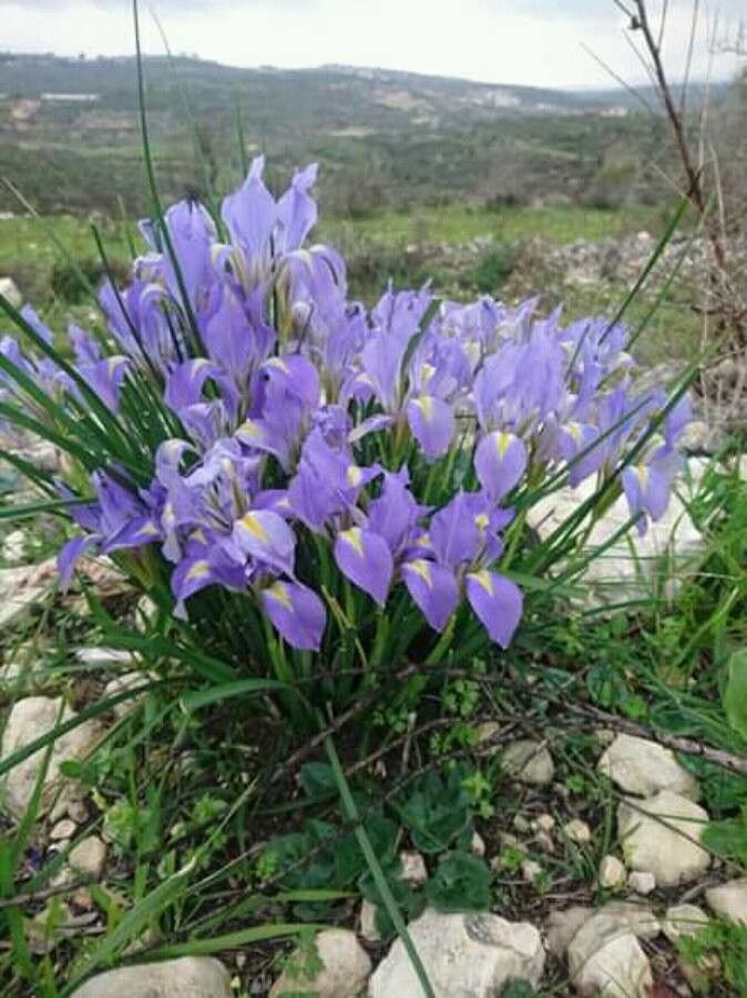 Iris virginica flower