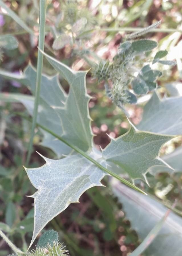 Eryngium campestre — search result for 'Eryngium'