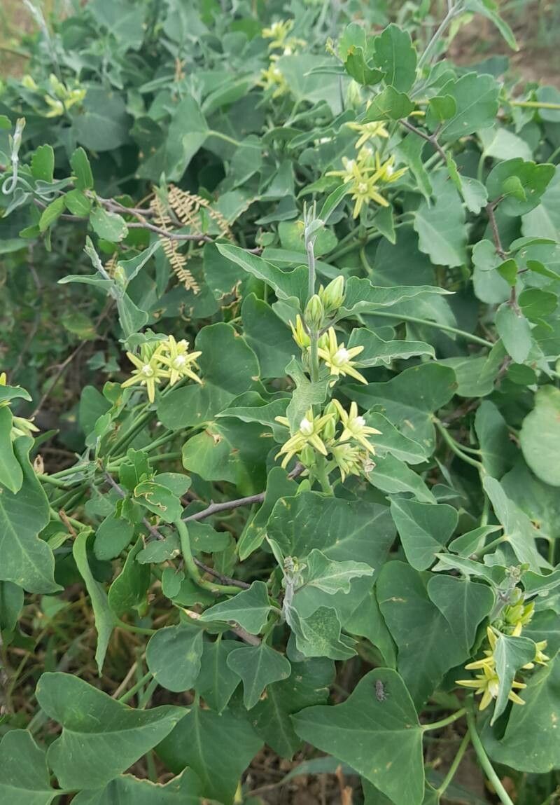 Araujia odorata habit