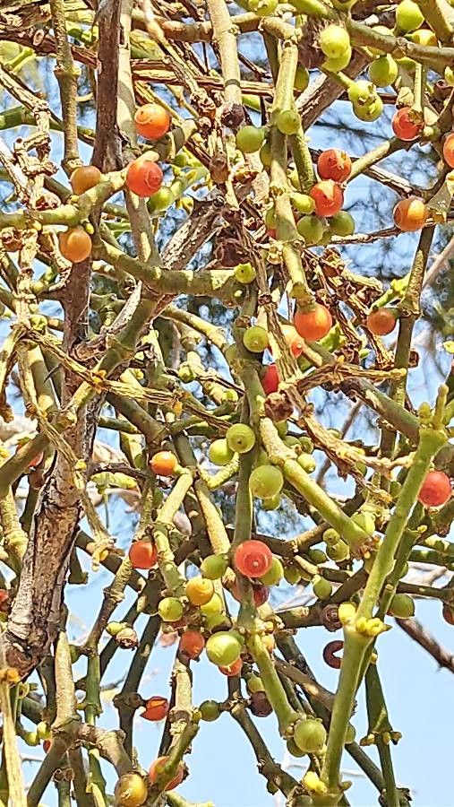 Phoradendron californicum fruit
