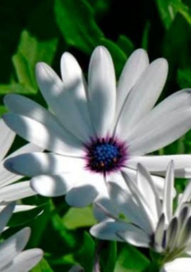 Arctotis venusta flower