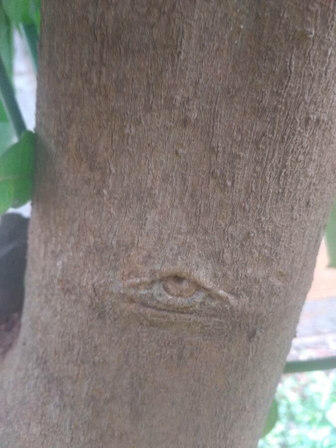 Psychotria capensis bark