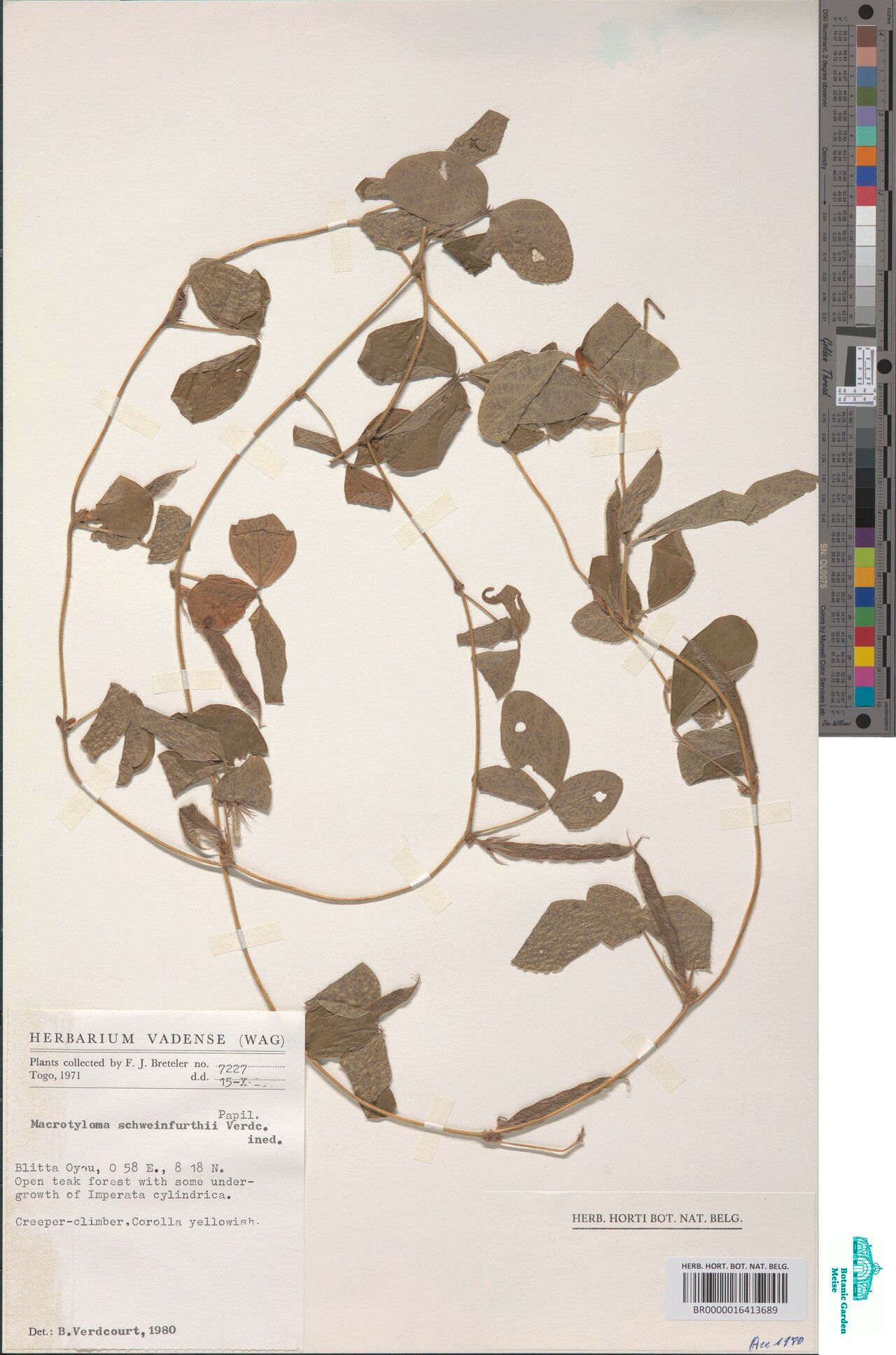 Macrotyloma schweinfurthii — houseplant care guide