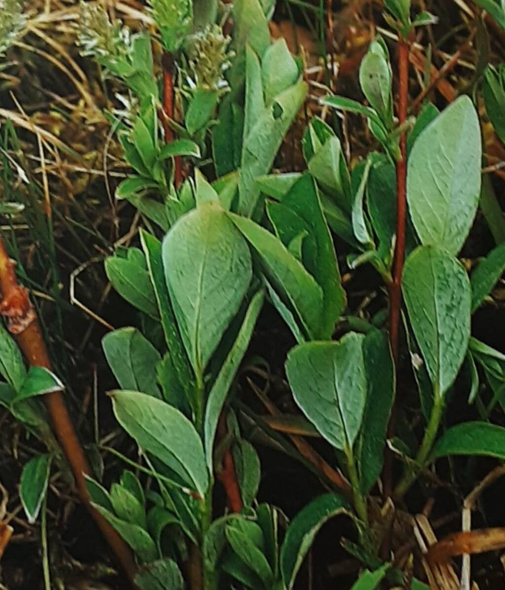 Salix starkeana — houseplant care guide