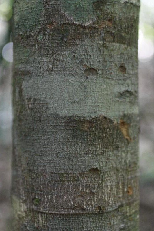 Inga paraensis — houseplant care guide