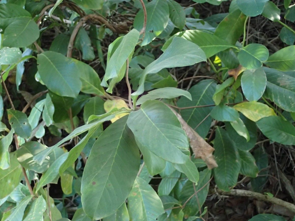 Tetracera alnifolia leaf