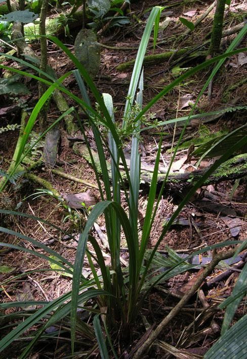 Cyperus miliifolius habit