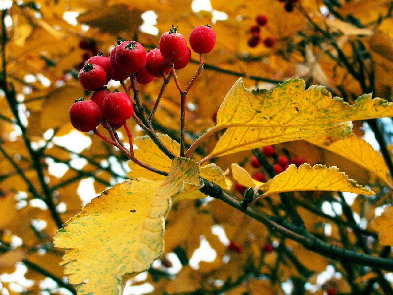 Sorbus intermedia leaf