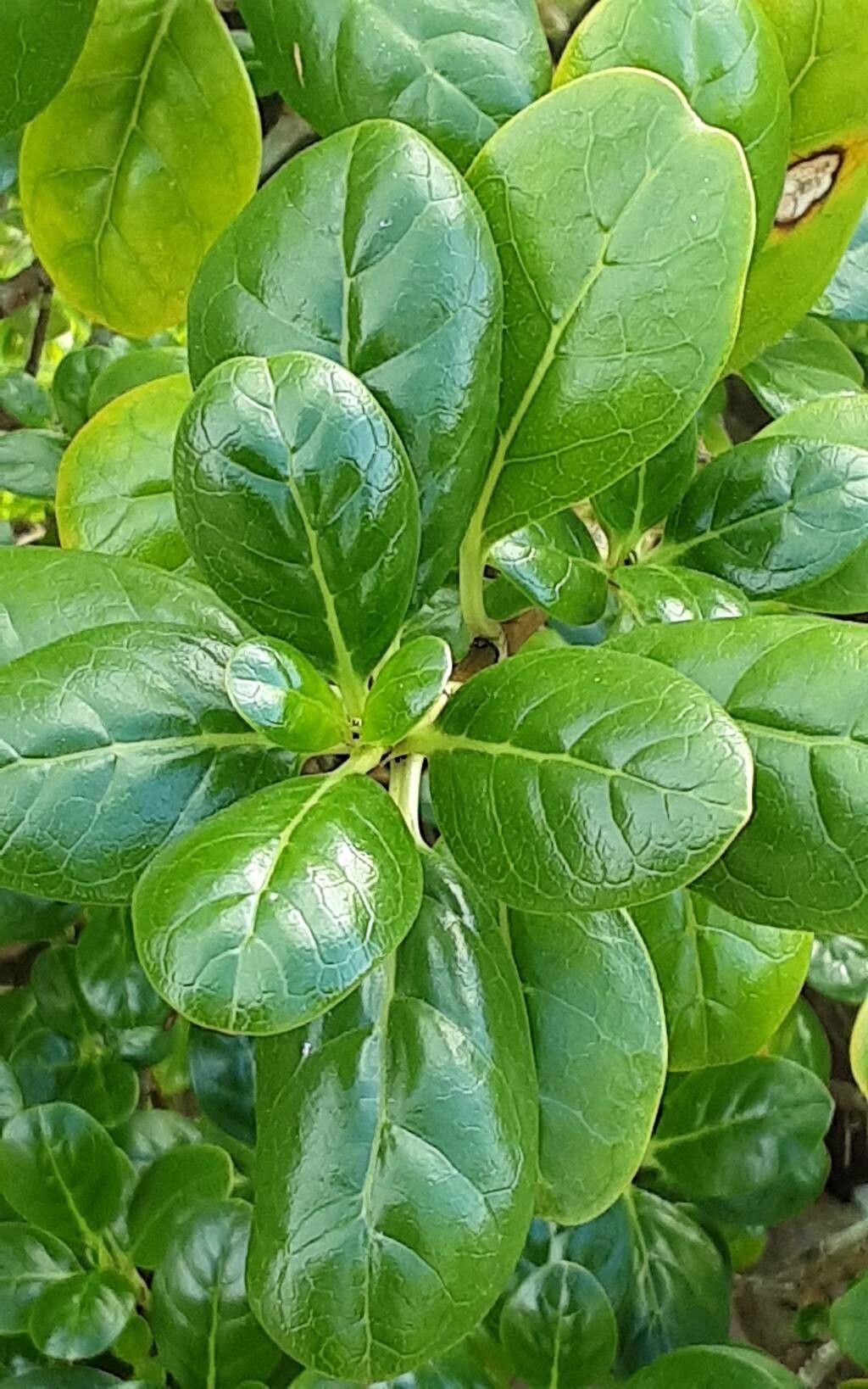 Coprosma montana — houseplant care guide