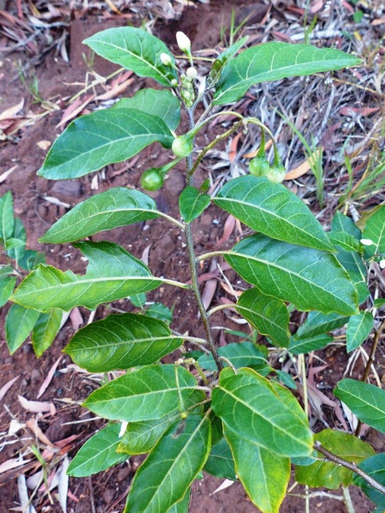 Solanum artense fruit