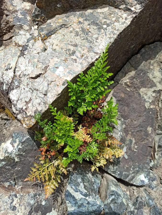 Asplenium cuneifolium leaf