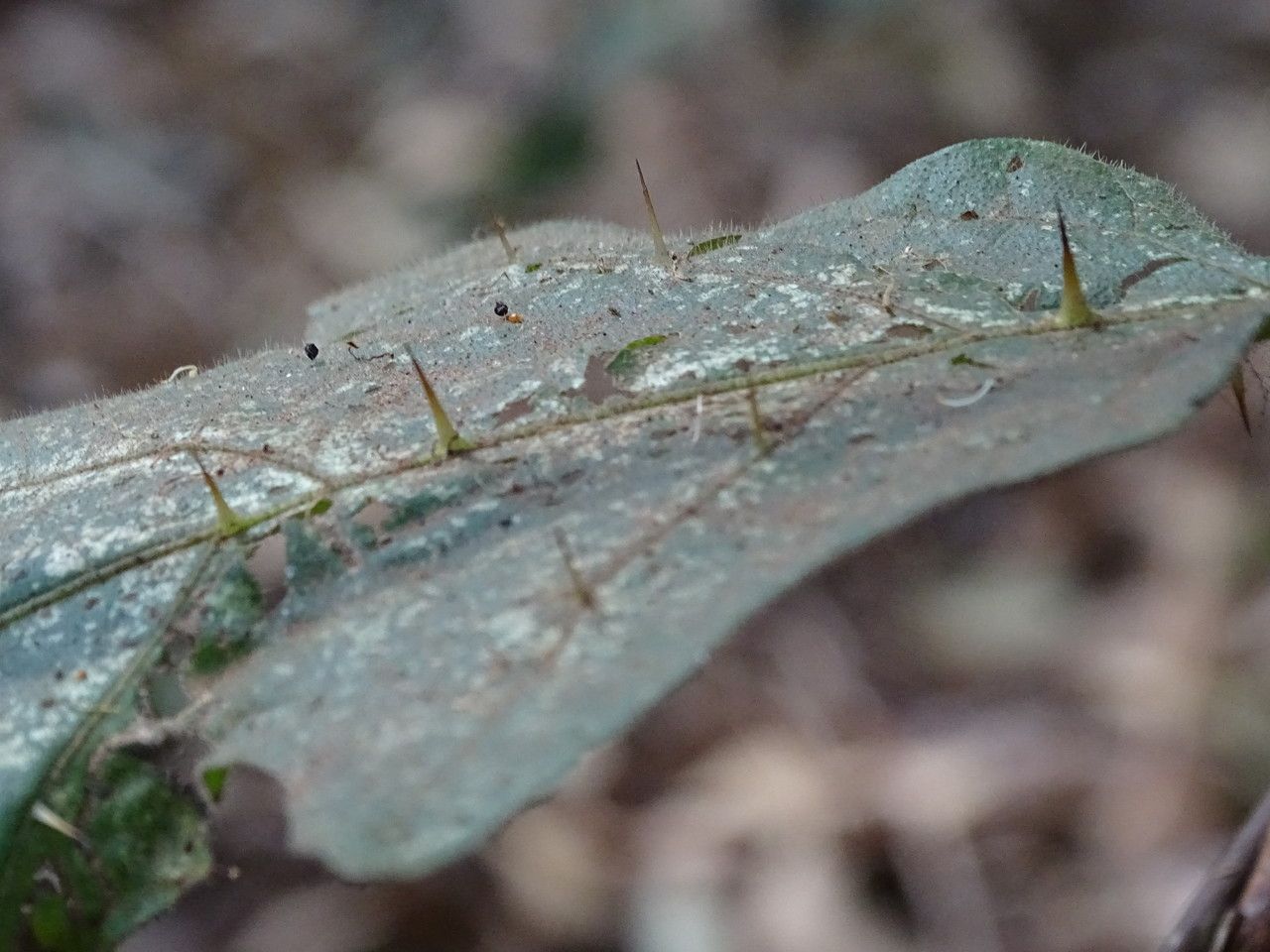 Solanum aculeastrum leaf