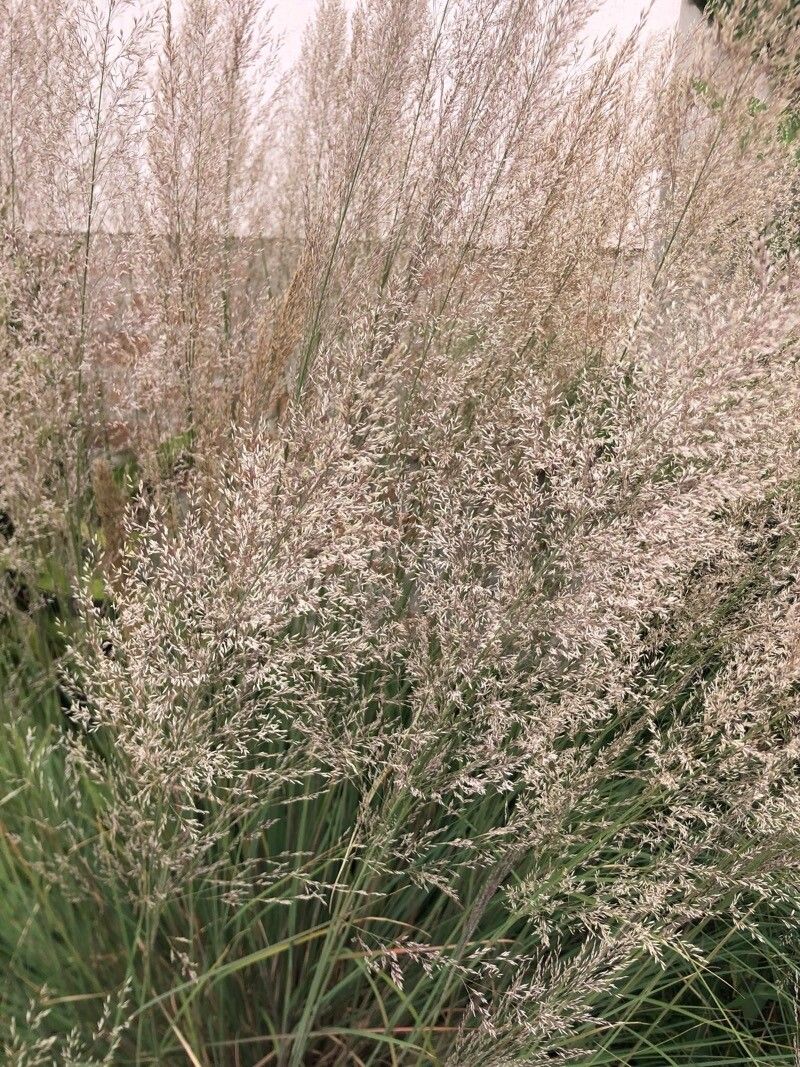 Muhlenbergia emersleyi — related species from the same genus