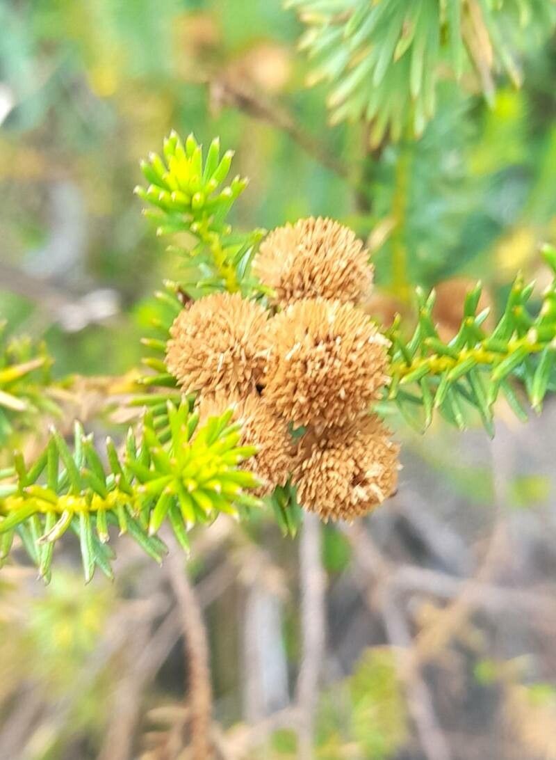 Baccharis aliena fruit