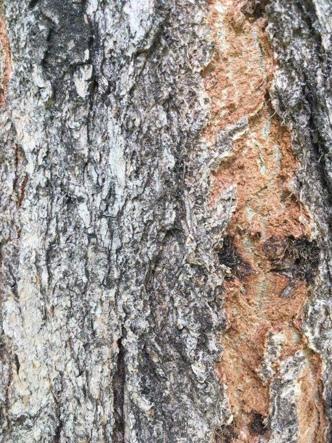 Populus fremontii bark