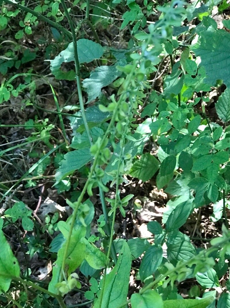 Cynoglossum germanicum fruit