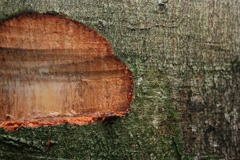 Anacardium spruceanum other