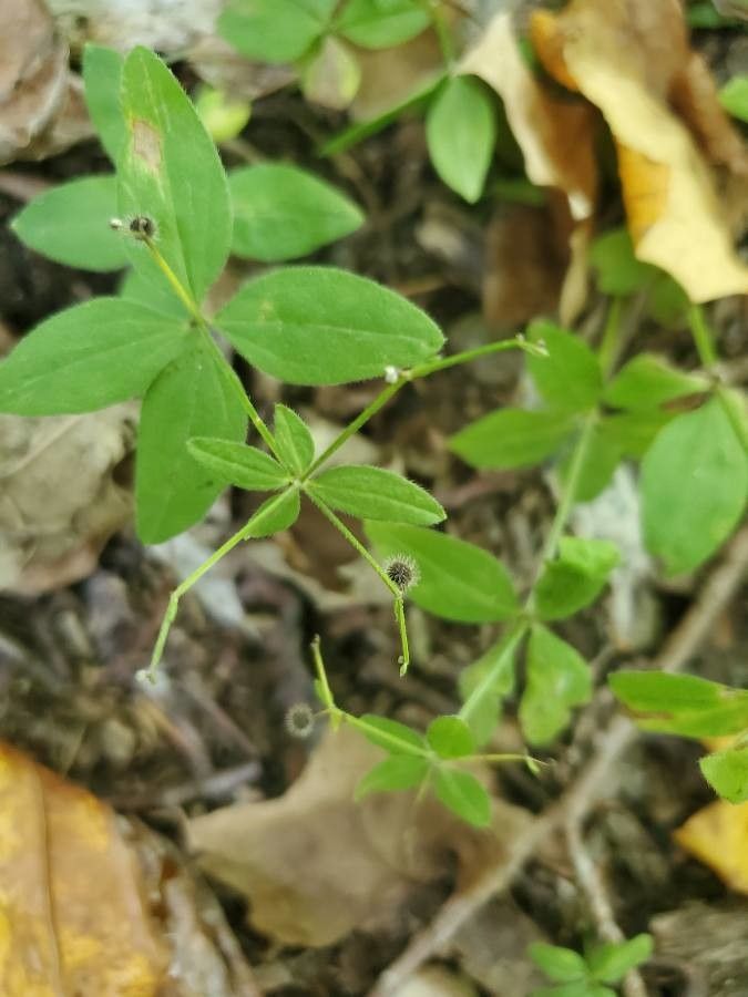 Galium circaezans fruit