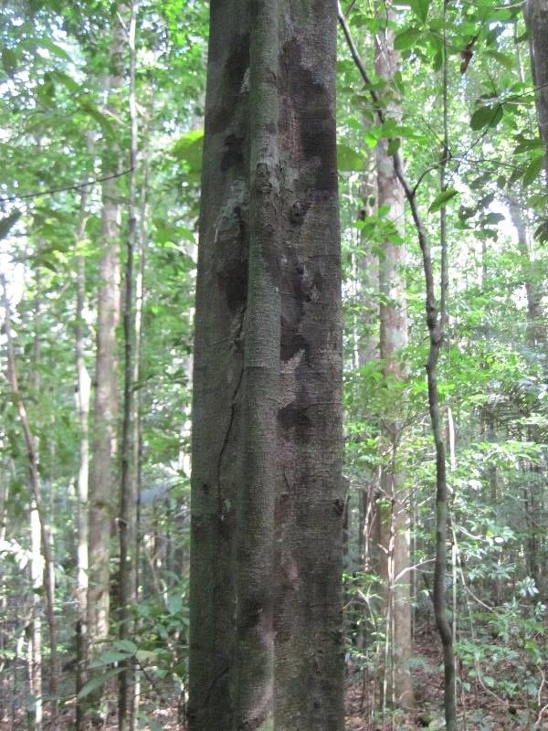 Swartzia polyphylla habit